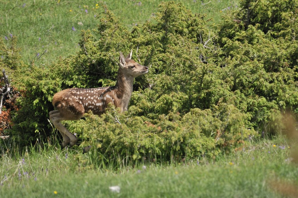 Cuccioli  (fotoracconto)